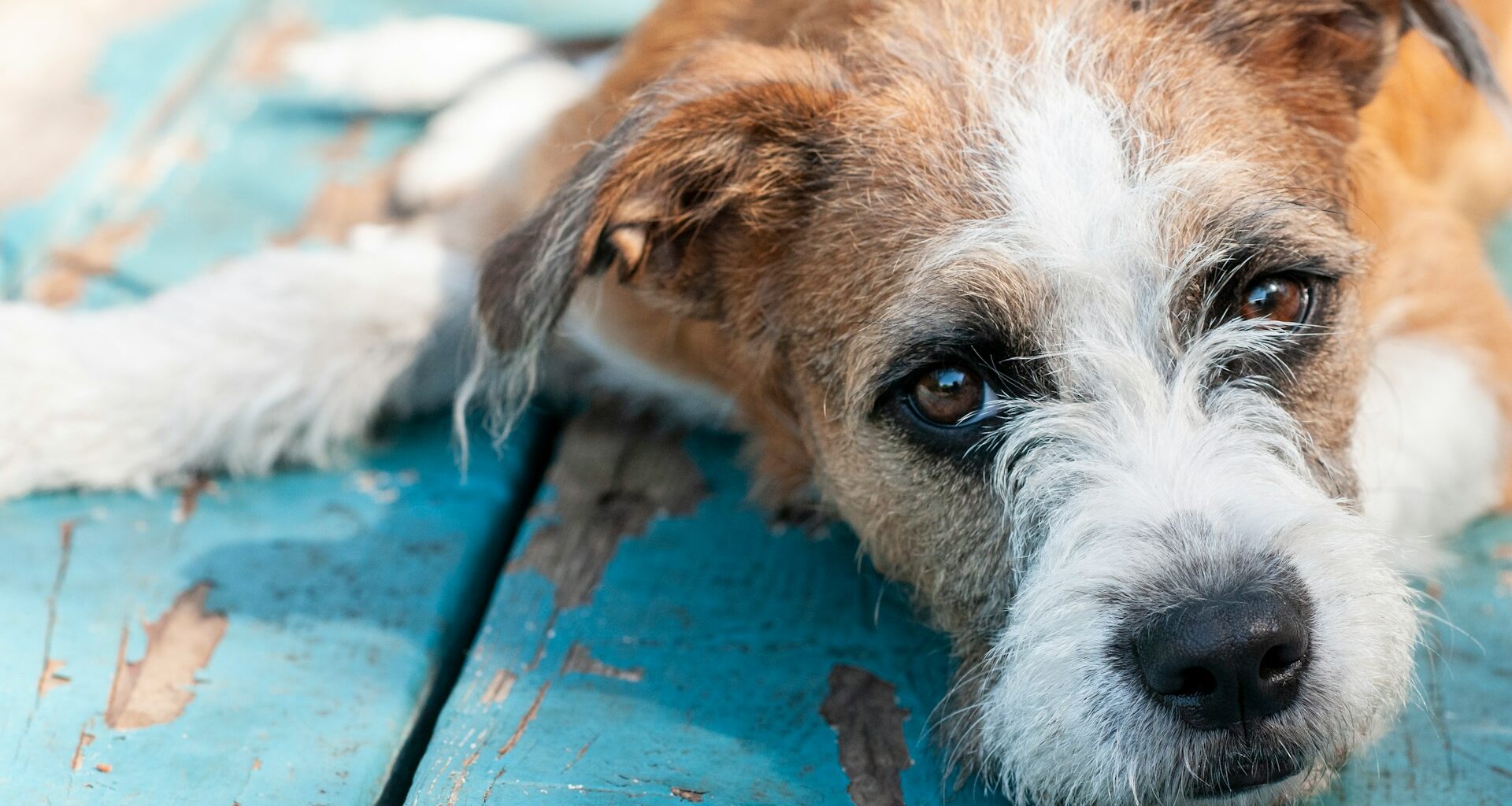 Jak se zbavit vší u psa? Seznamte se s domácími metodami na vši u psa, veši, klíšťata a jiné parazity!