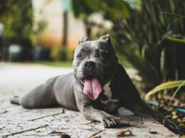 Odčervení psa – vše, co byste měli vědět