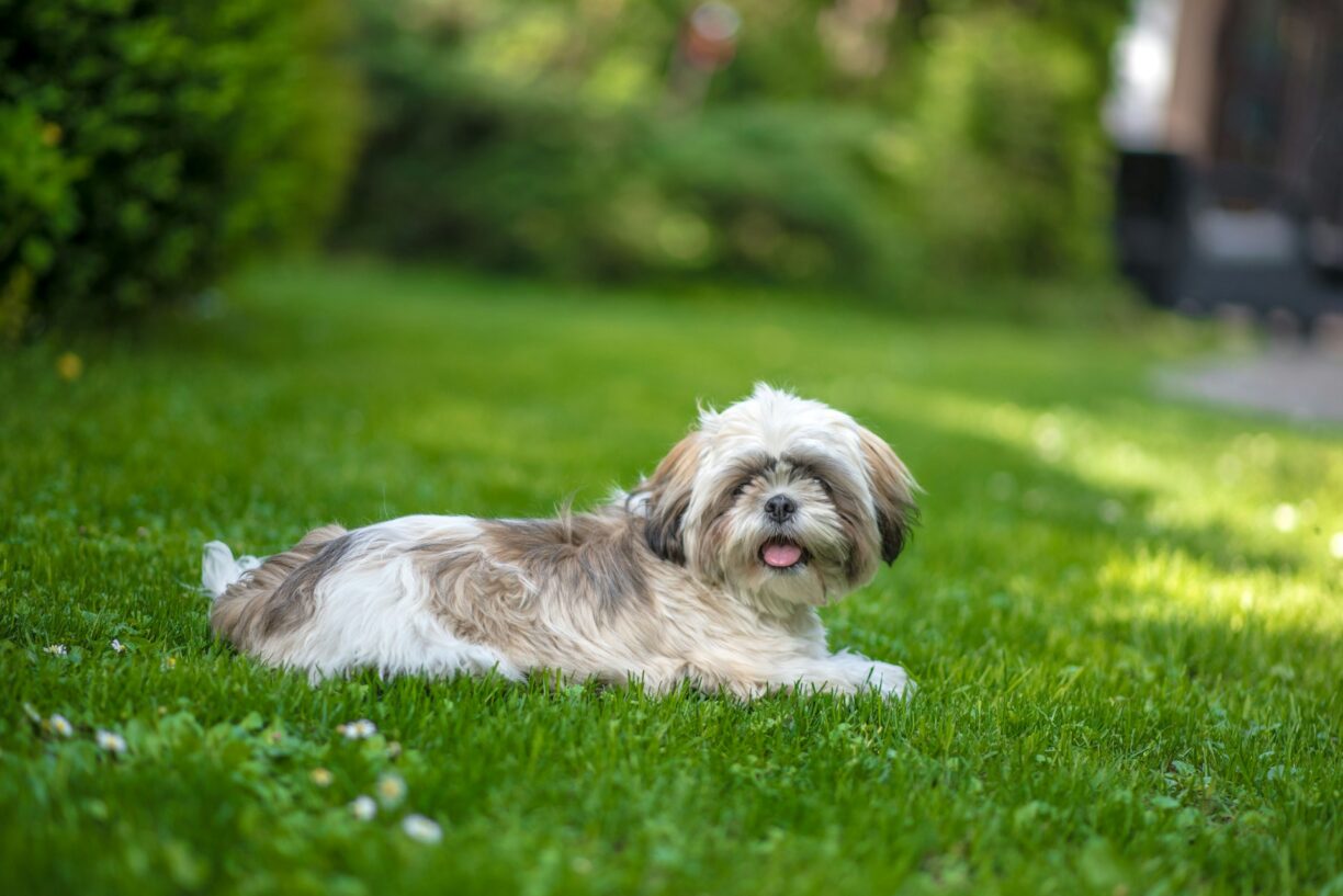 Shih tzu - moderní a praktické účesy. Na každý den a na výstavu