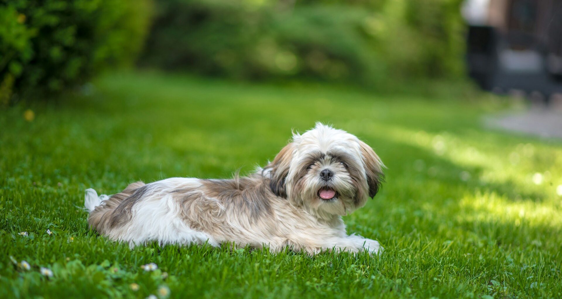 Shih tzu - moderní a praktické účesy. Na každý den a na výstavu