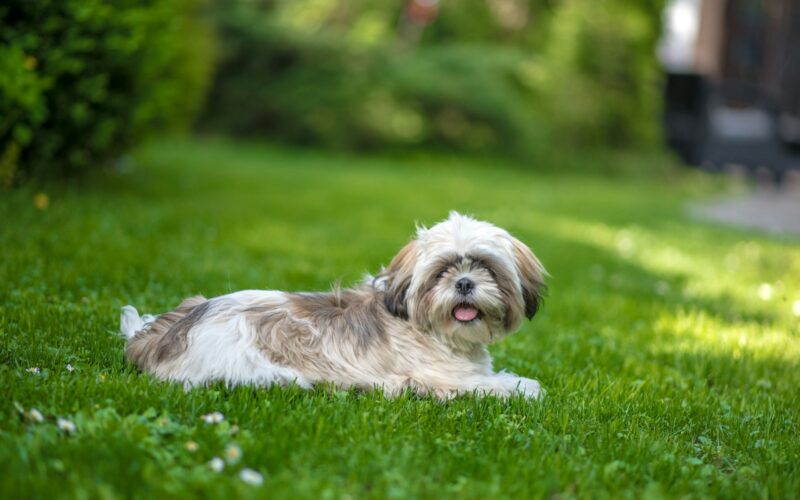 Shih tzu - moderní a praktické účesy. Na každý den a na výstavu