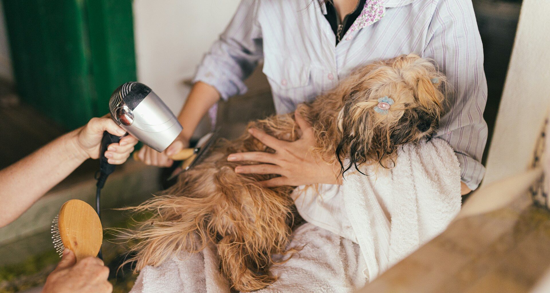 Čím se zabývá groomer? Jak se stát kadeřníkem poskytujícím služby groomingu?