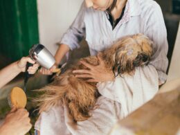 Čím se zabývá groomer? Jak se stát kadeřníkem poskytujícím služby groomingu? Co je dobré vědět před otevřením salonu?