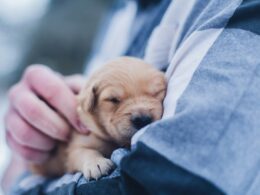 Povinné očkování psa a vše, co o nich musíte vědět. Kalendář očkování psa