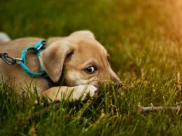 Prostředky proti klíšťatům u psa. Způsoby ochrany před klíšťaty