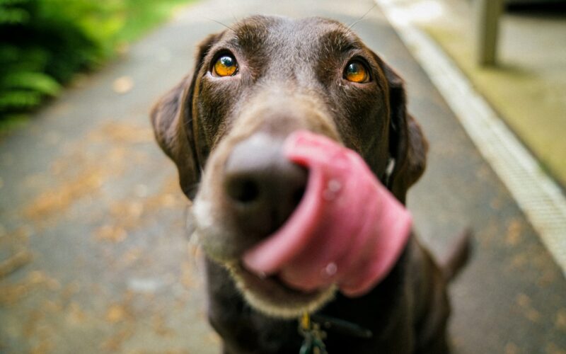 Vitamíny pro psa – potřebuje je váš pes doplňovat?