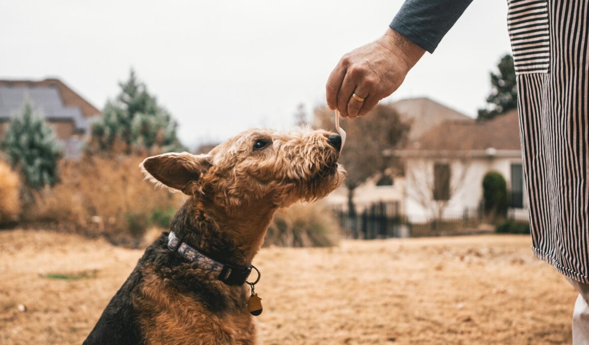 Chrochtání u psa – kdy je to zcela normální a kdy se obávat?