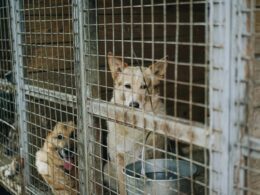 Psí útulky: Seznamte se blíže se svěřenci útulků a zjistěte, co od nich můžete očekávat!