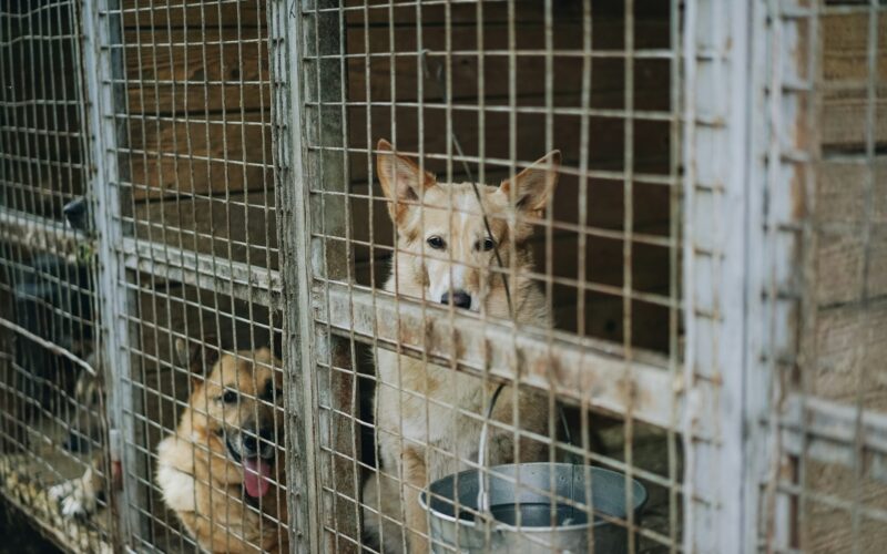 Psí útulky: Seznamte se blíže se svěřenci útulků a zjistěte, co od nich můžete očekávat!