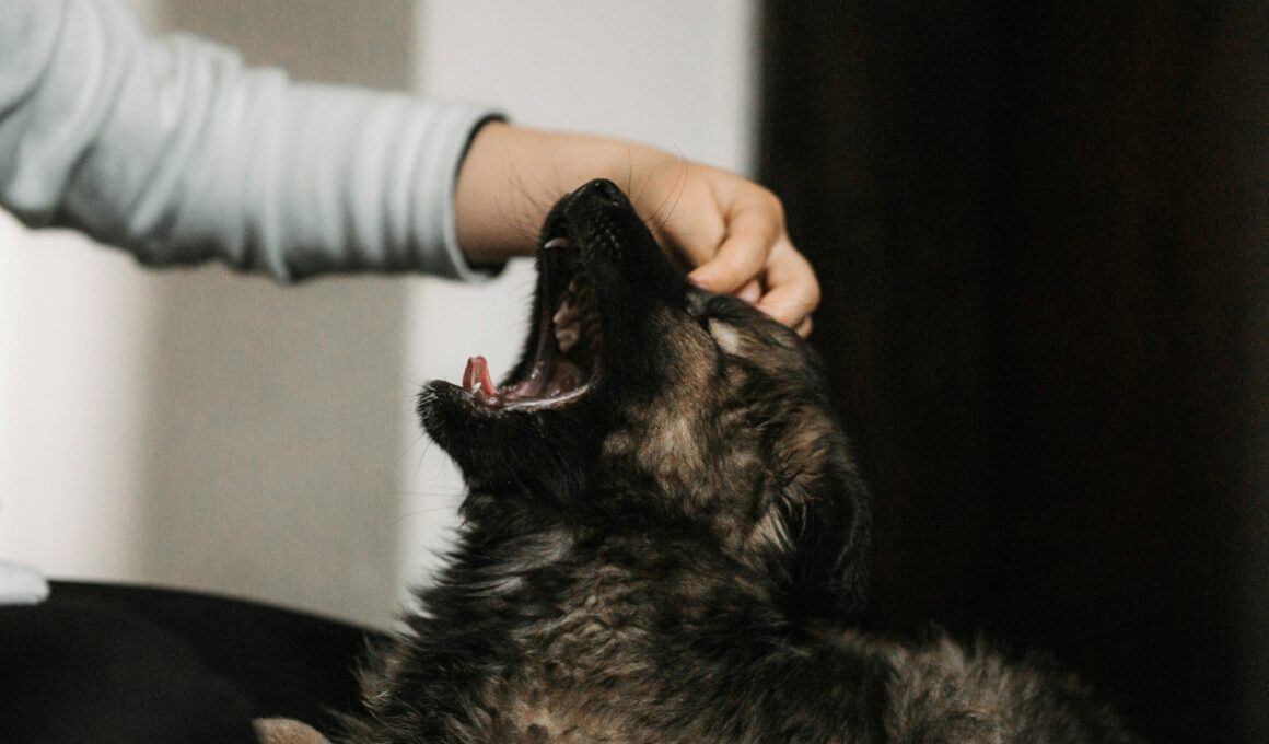 Noční štěkání psa – proč to domácí mazlíček dělá? Jak s tím bojovat?