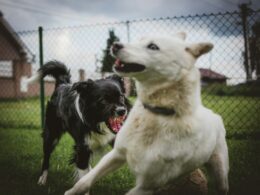 Jak odnaučit psa agresivitě vůči jiným psům? Zjistěte příčiny agresivity a naučte se jí předcházet!