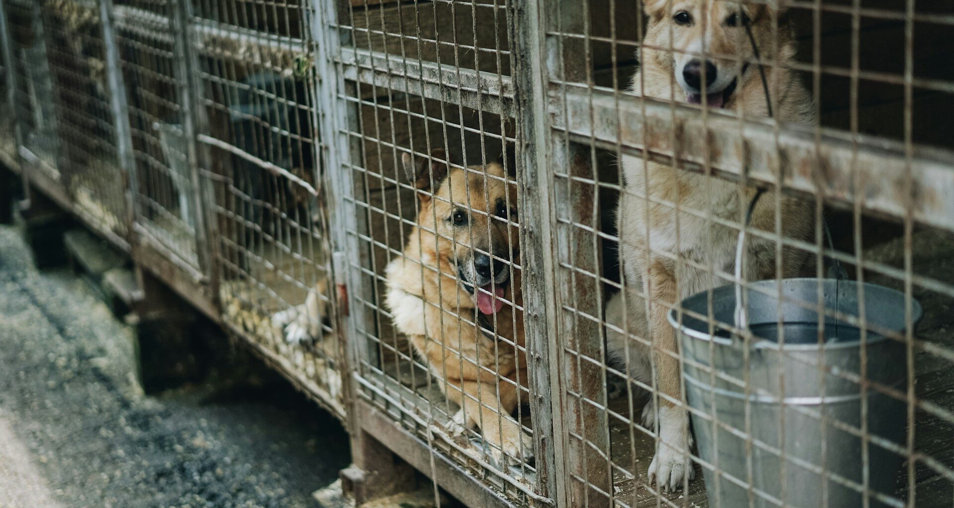 Štěně z útulku – jak se připravit na jeho příchod Stojí za to adoptovat bezdomovné psi