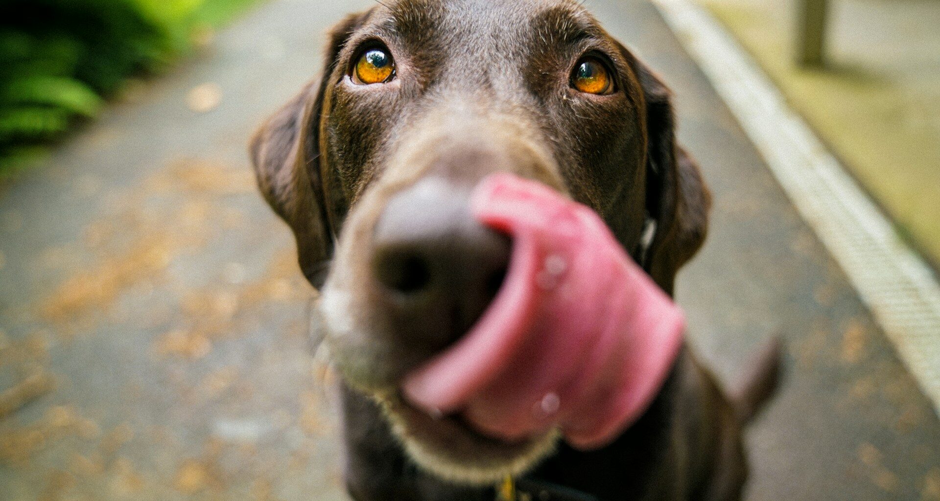 Krmivo pro psa s nemocnými játry. Jaké veterinární krmivo zvolit?