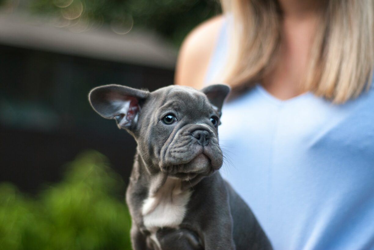 Bulldog – popis plemene, povaha a zdraví