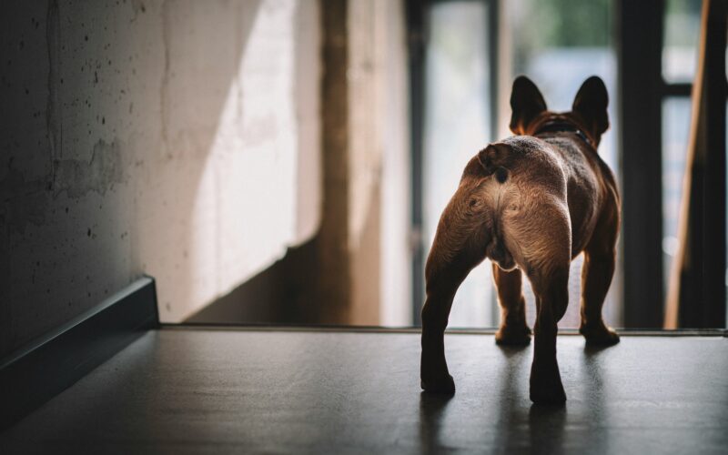 Furunkulóza konečníku u psa – příznaky a pravidla hygieny. Je chirurgická léčba furunkulózy účinná? Zjistěte více!