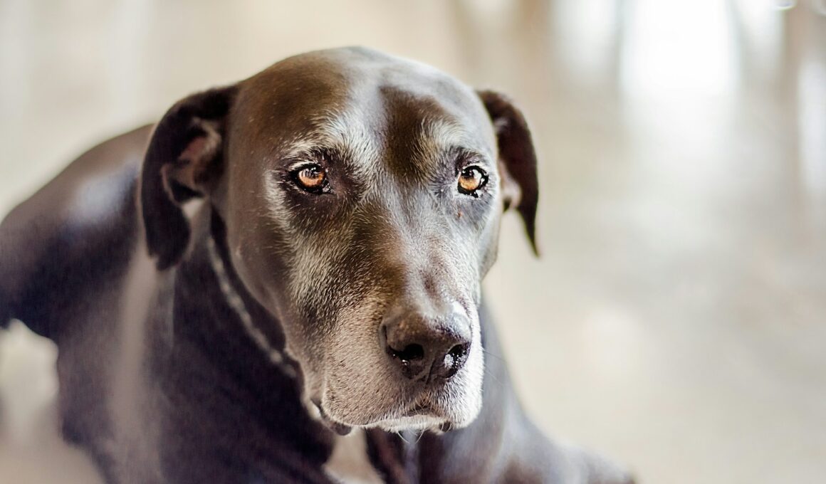 Jak léčit absces u psa Může být způsoben cizím tělesem! Co musíte vědět, než navštívíte veterináře