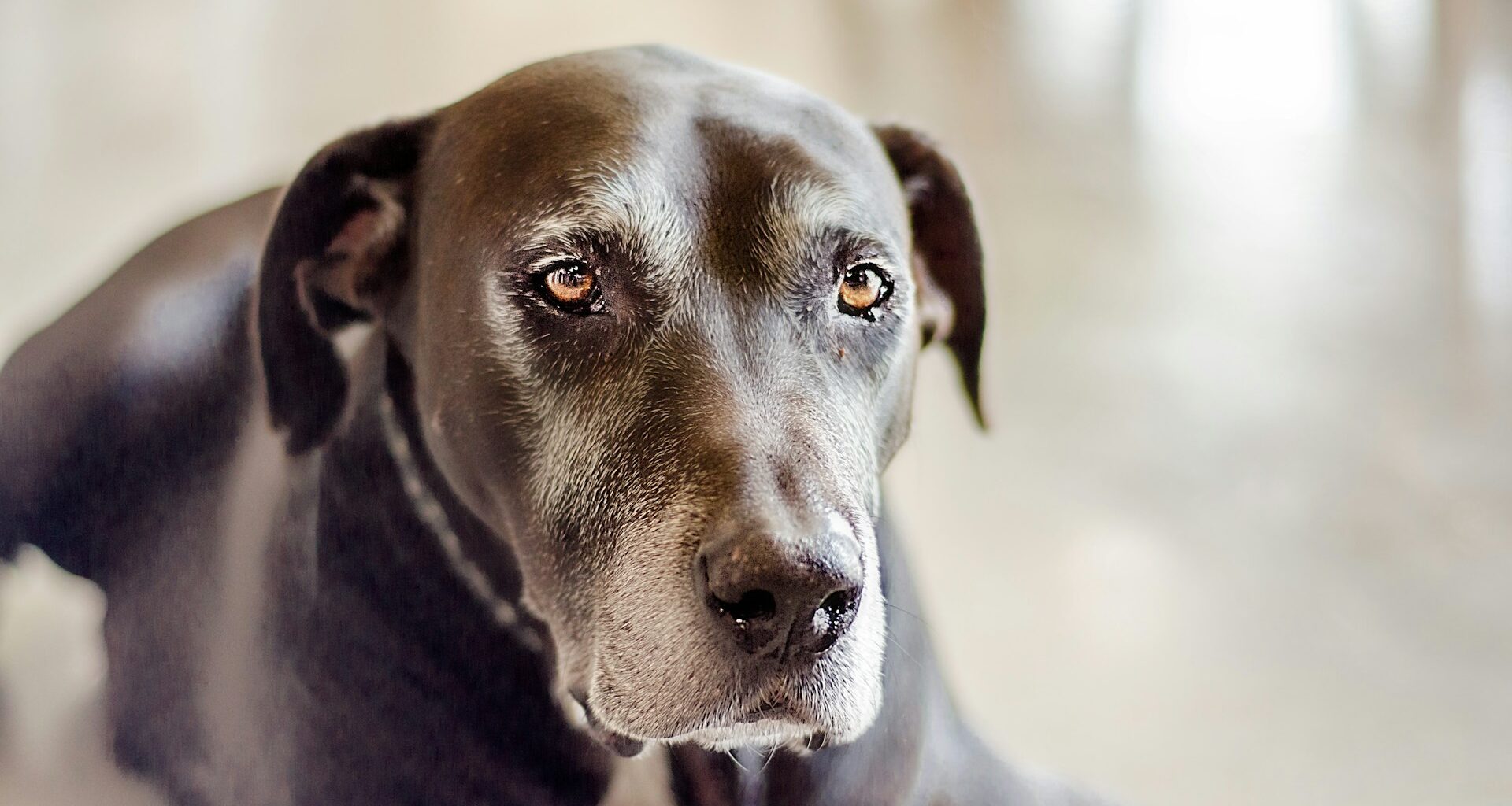 Jak léčit absces u psa Může být způsoben cizím tělesem! Co musíte vědět, než navštívíte veterináře