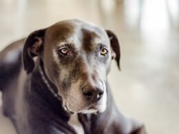 Jak léčit absces u psa? Může být způsoben cizím tělesem! Co musíte vědět, než navštívíte veterináře?