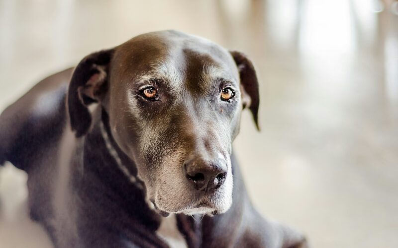 Jak léčit absces u psa? Může být způsoben cizím tělesem! Co musíte vědět, než navštívíte veterináře?