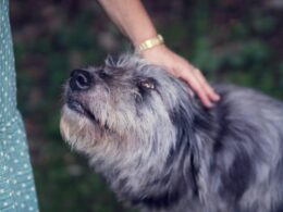 Kašel u psa může svědčit o vážné nemoci. Nepodceňujte ho! Poznejte jeho druhy, příčiny, příznaky a způsoby léčby.