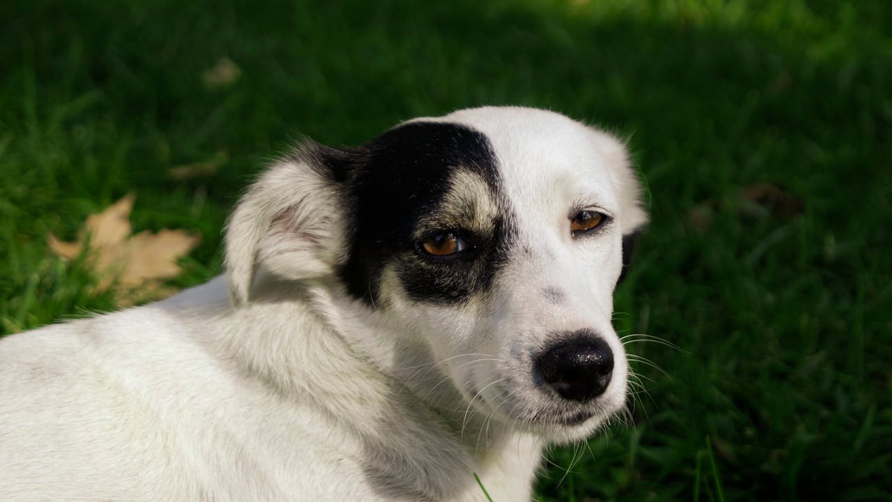 Stafylokok u psa může způsobit stafylokokovou dermatitidu. Seznamte se s příznaky a léčbou této infekce!