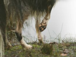 Vykloubená tlapa a další ortopedické problémy. Jak pomoci psovi se zraněnou končetinou?