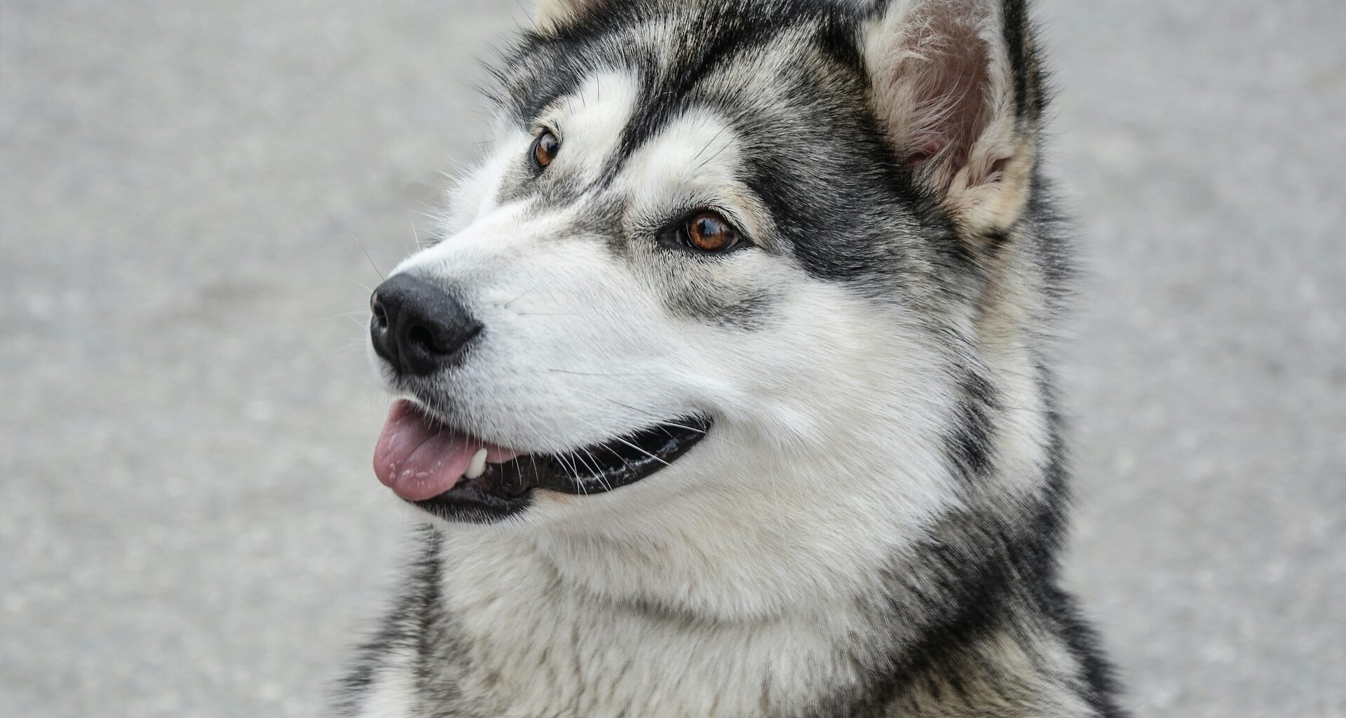 Alaskan malamute