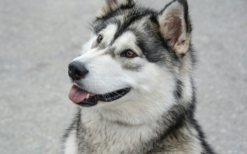 Alaskan malamute