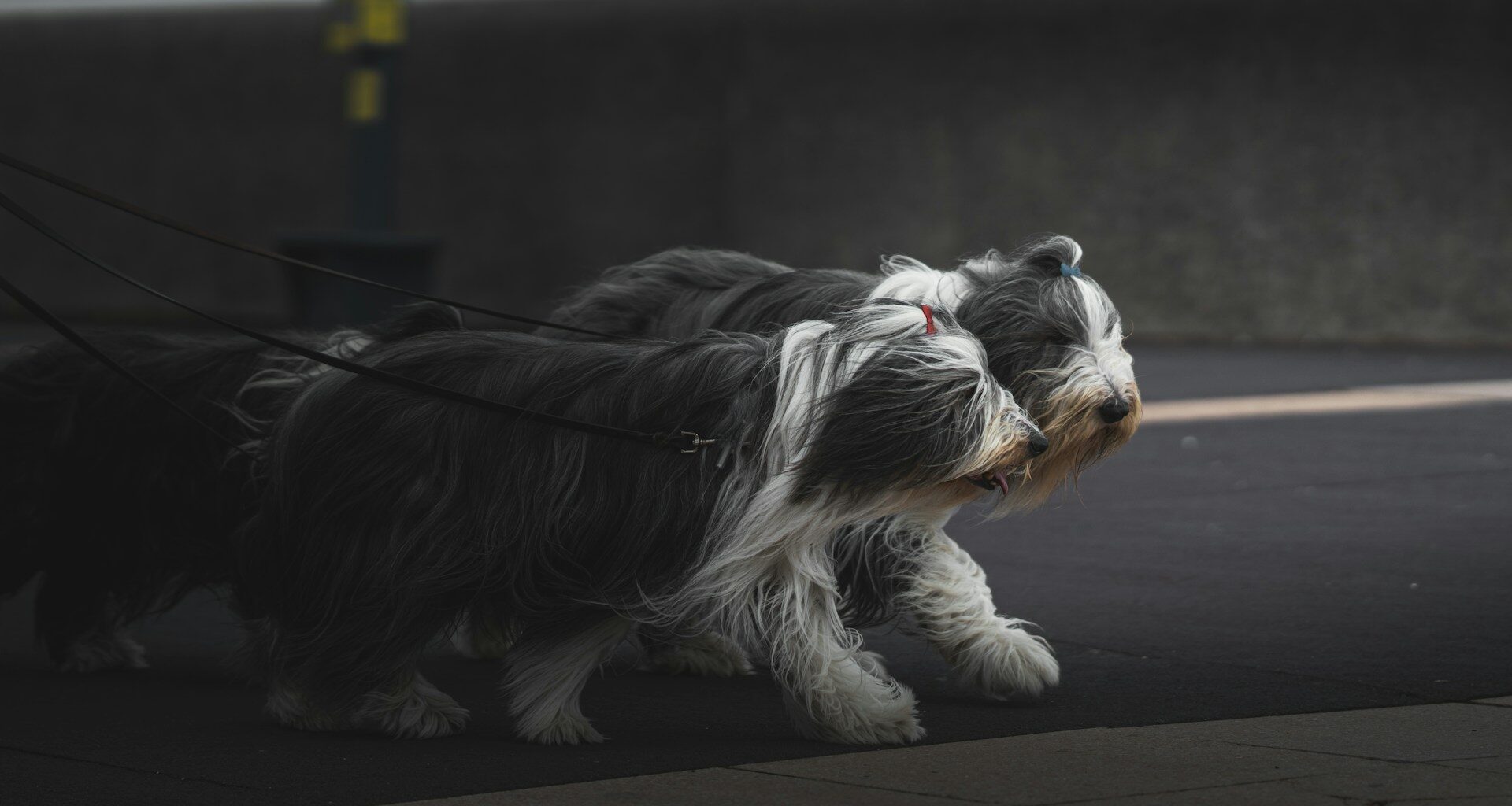 Bearded Collie