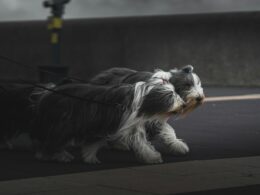 Bearded Collie: Vše, co musíte vědět