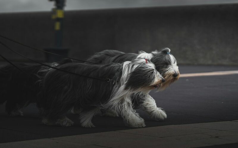 Bearded Collie: Vše, co musíte vědět