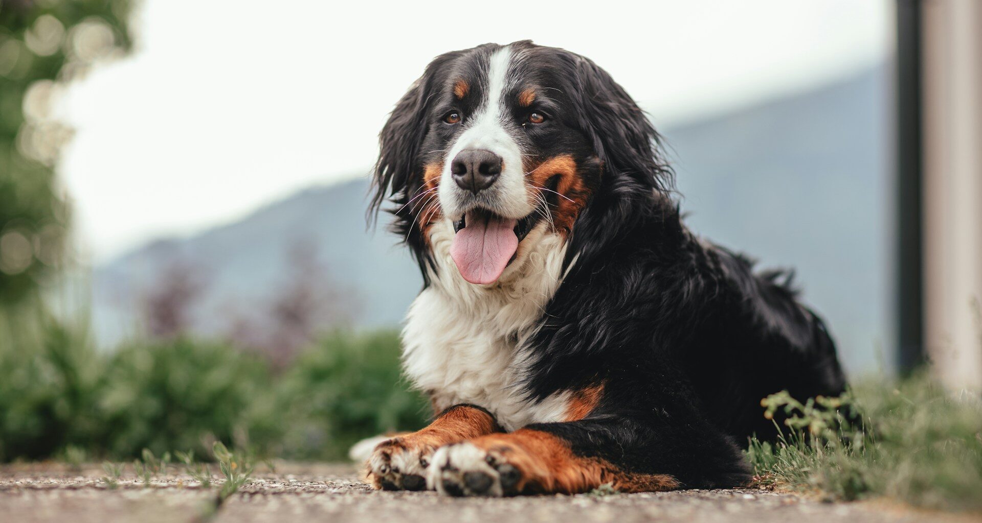 Bernese Mountain Dog