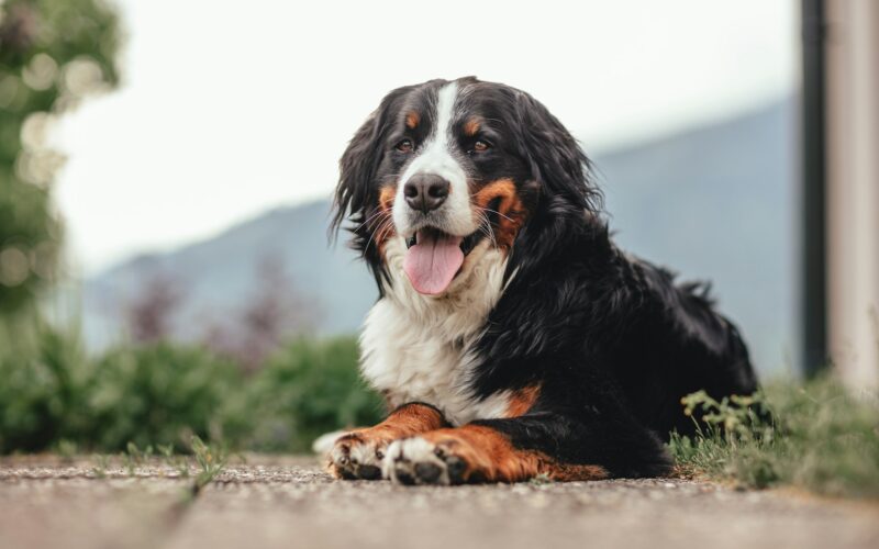 Bernese Mountain Dog