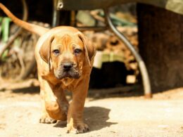 Boerboel: Vše, co musíte vědět