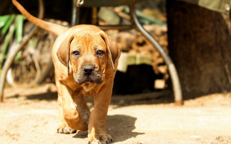 Boerboel