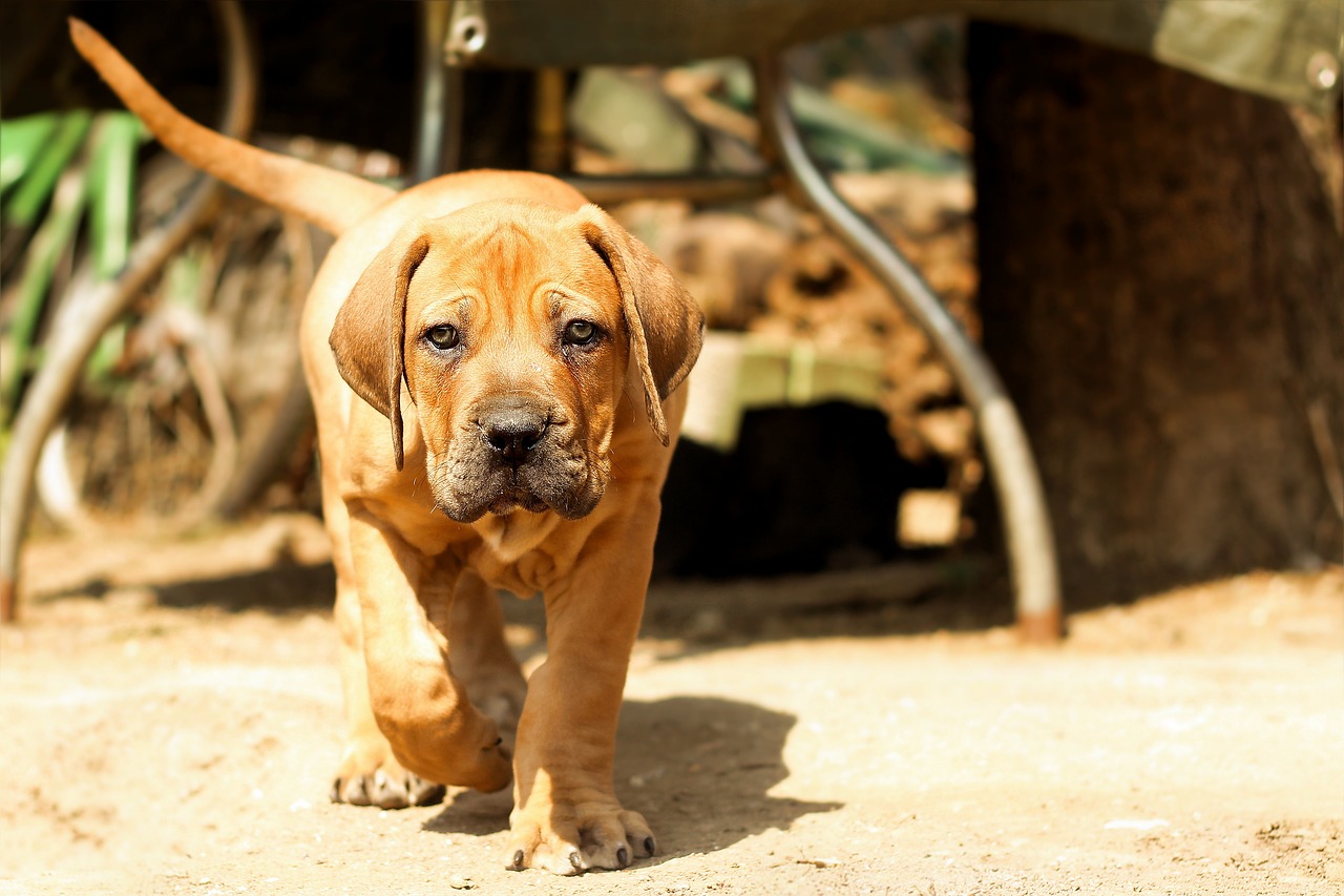 Boerboel