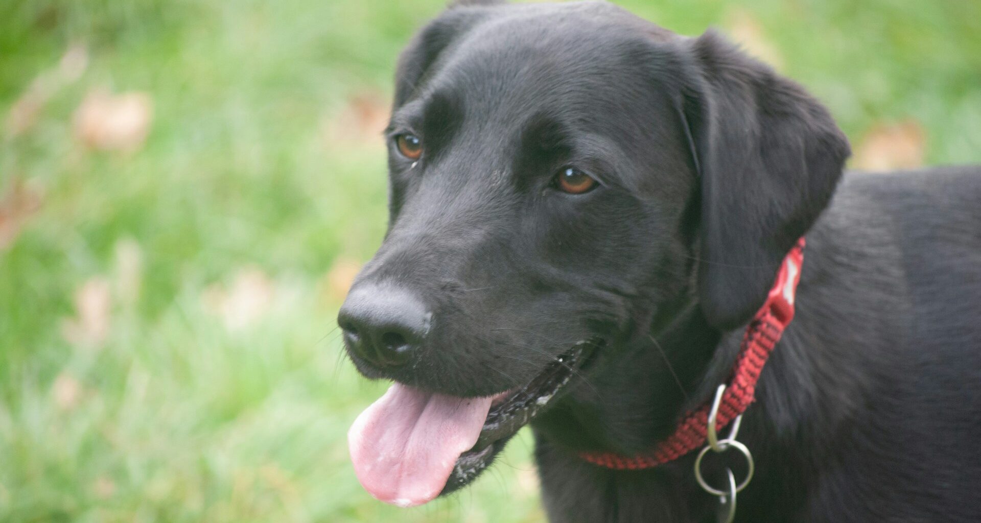 flat coated retriever