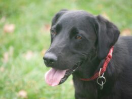 Flat Coated Retriever: Vše, co musíte vědět