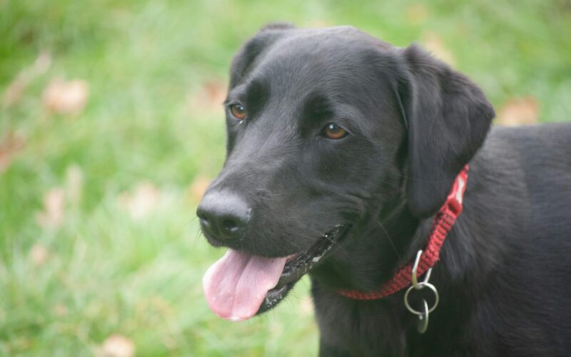 flat coated retriever