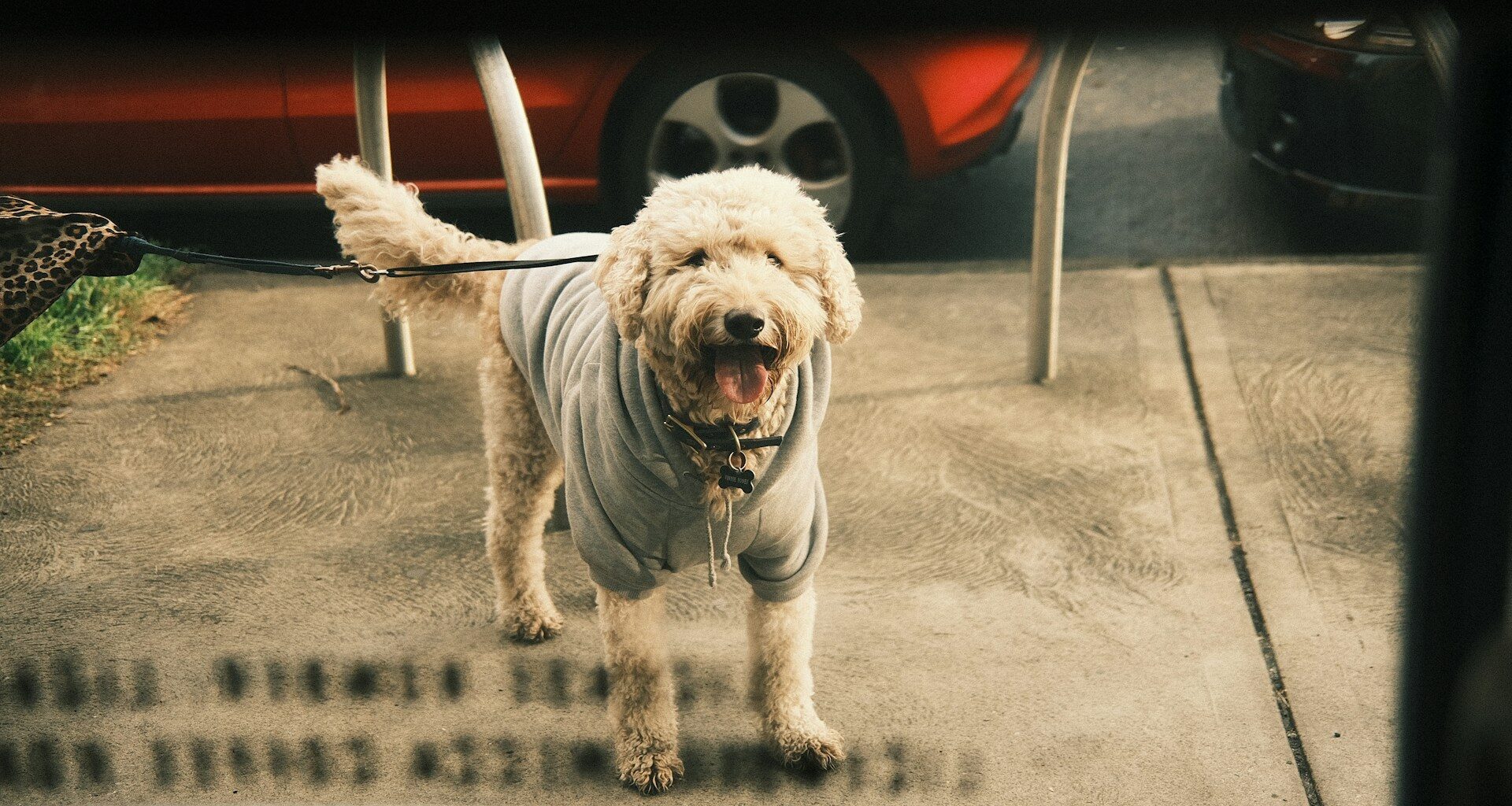 Goldendoodle