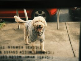 Goldendoodle: Vše, co musíte vědět