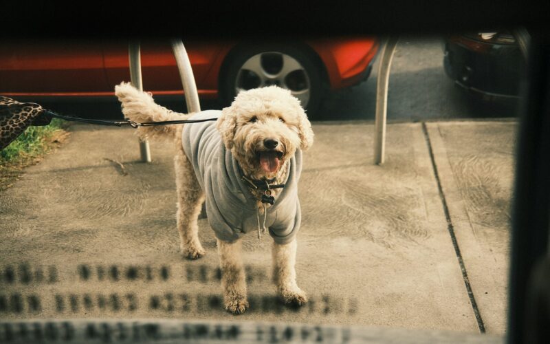 Goldendoodle