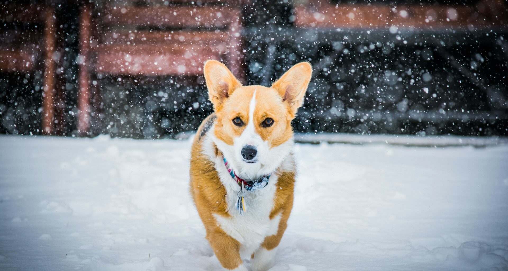 Welsh Corgi Cardigan