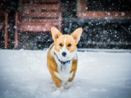 Welsh Corgi Cardigan: Vše, co musíte vědět