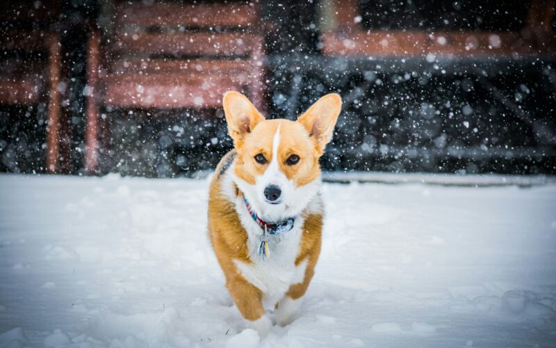 Welsh Corgi Cardigan