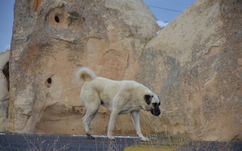 Kangal Vše, co musíte vědět