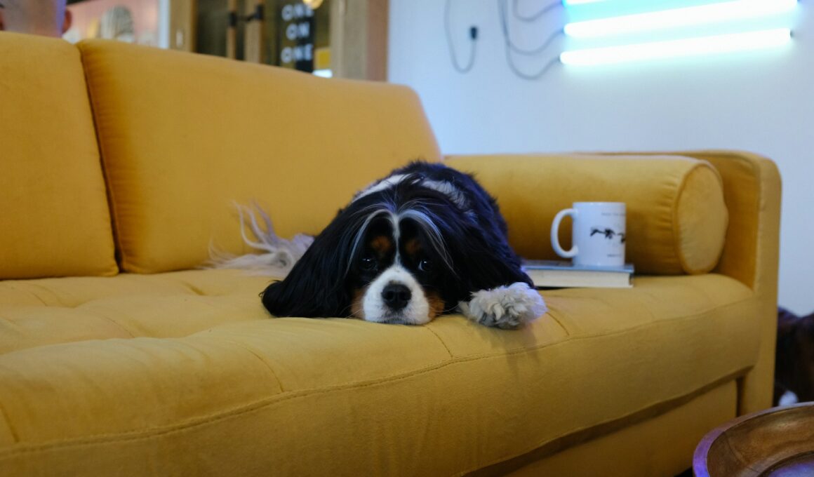 Pes z útulku čůrá doma