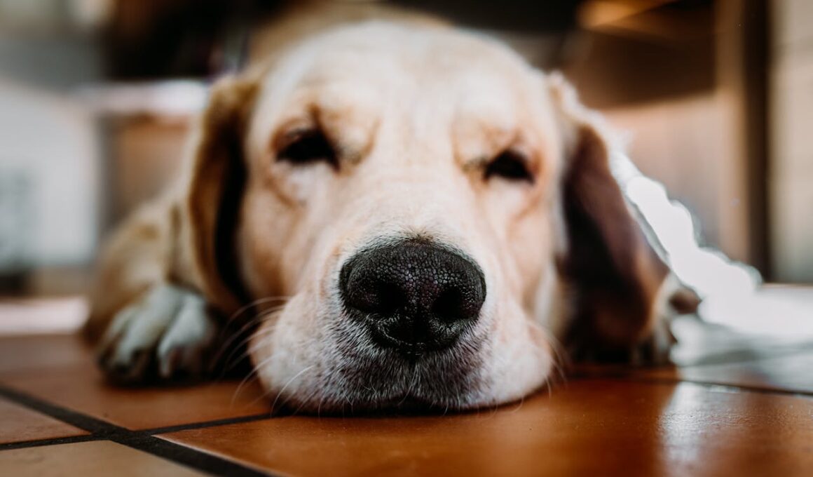 Čistokrevní psi k adopci